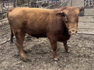 2 Year Old Red Angus Bull #32035