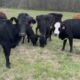 20 head of Black and Red Angus and Angus cross cows #0306