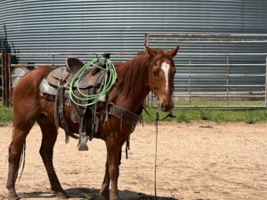 6-year-old AQHA papered gelding #Scooby