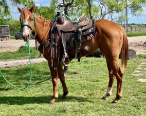 3-year-old sorrel mare #Shelby