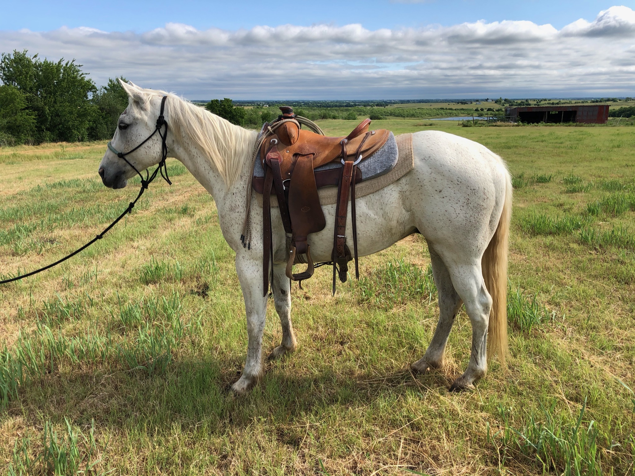10 year old gray ranch gelding #Major