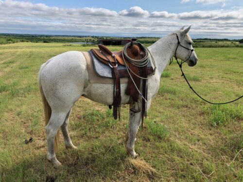 10 year old gray ranch gelding #Major