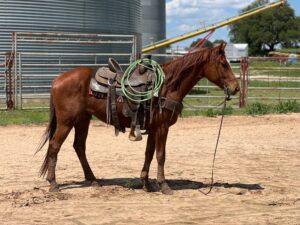 6-year-old AQHA papered gelding #Scooby