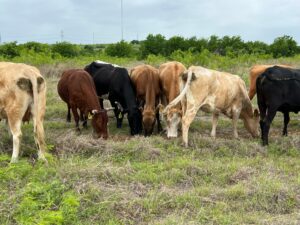 35 head of red, yellow and crossbred cows #0418