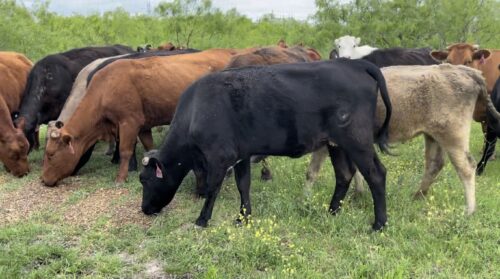 18 head of mostly Angus, Red Angus and some crossbred English cows, #0419