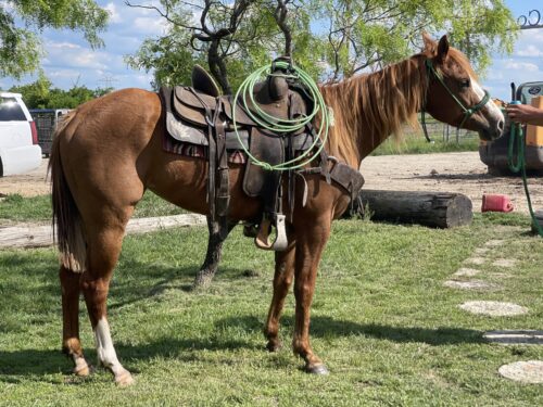 3-year-old sorrel mare, #Shelby