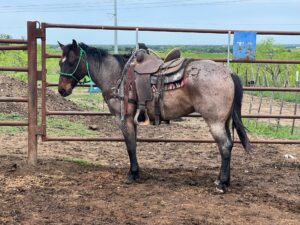6-year-old Bay Roan Gelding, #Mosquito