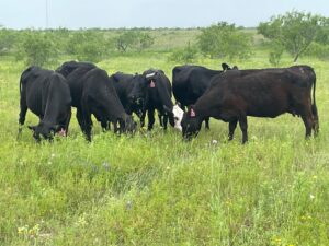 5 head of Black Angus cows #0427