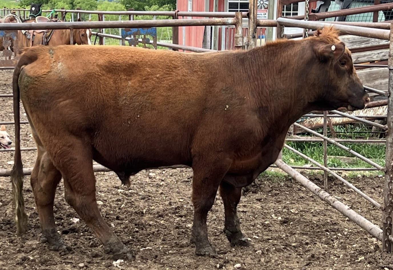 2 Year Old Red Angus Bull #32868