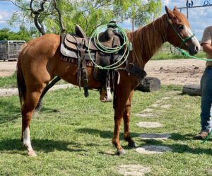 3-year-old sorrel mare #Shelby