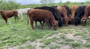 18 head of mostly Angus, Red Angus and some crossbred English cows, #0419