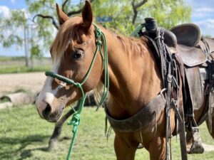 3-year-old sorrel mare, #Shelby