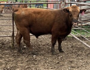 2 Year Old Red Angus Bull #32868