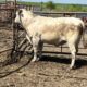 4 Year Old Charolais Bull #33092