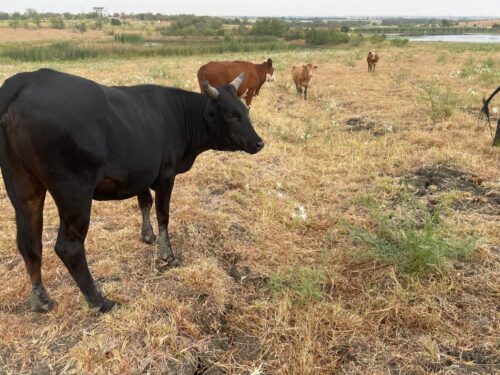 60 head of black, red and yellow crossbred cows #0828