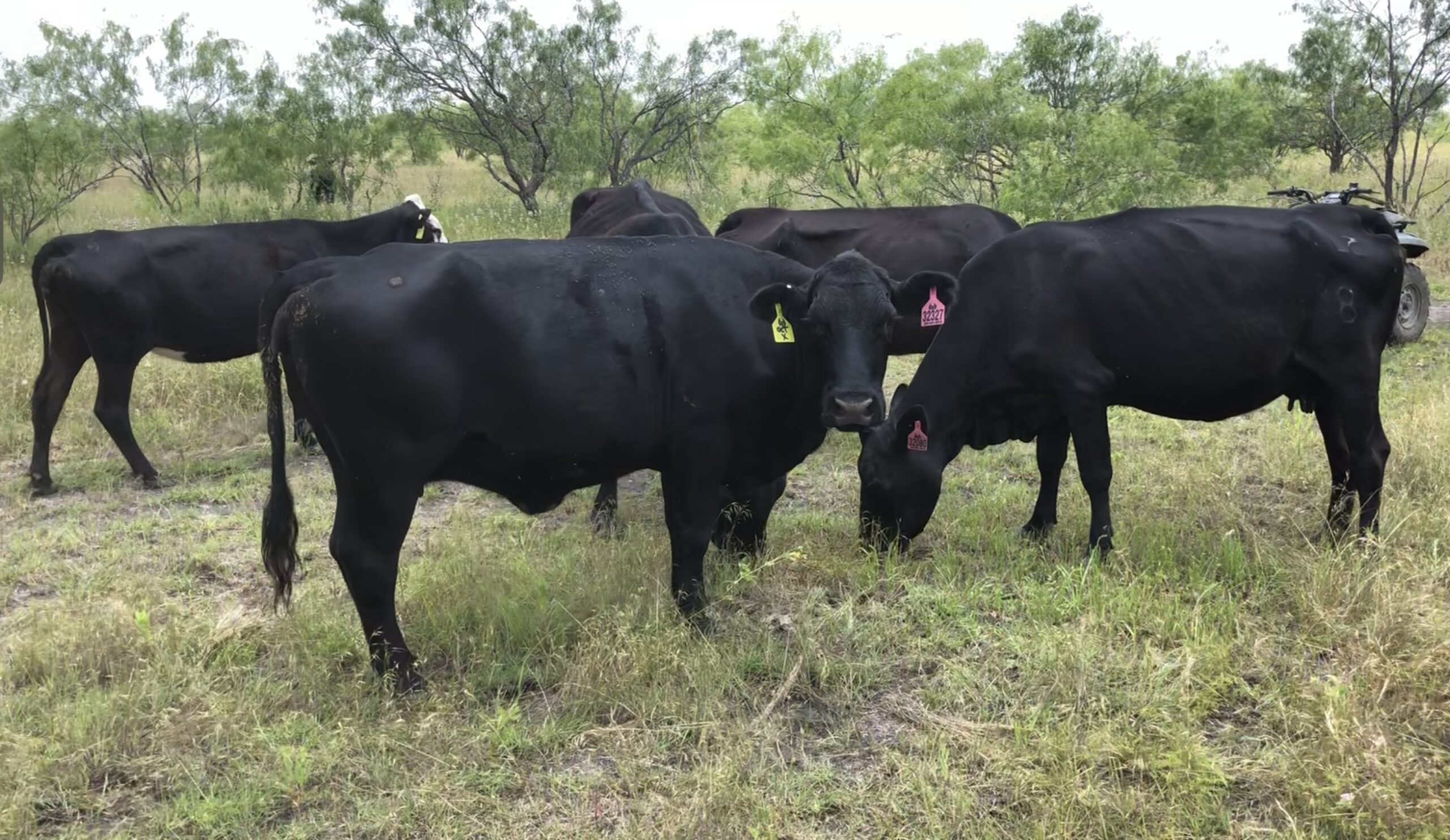 5 head of Bred Black Angus Cows #0427