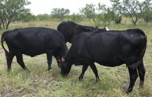 5 head of Bred Black Angus Cows #0427