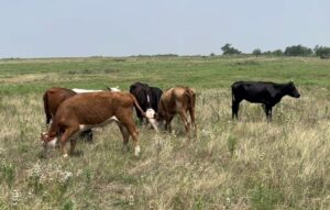 19 head of black, red and yellow crossbred cows #0612