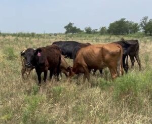 19 head of black, red and yellow crossbred cows #0612
