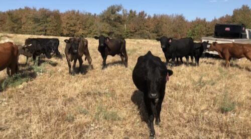 60 head of black, red and yellow crossbred cows #0828
