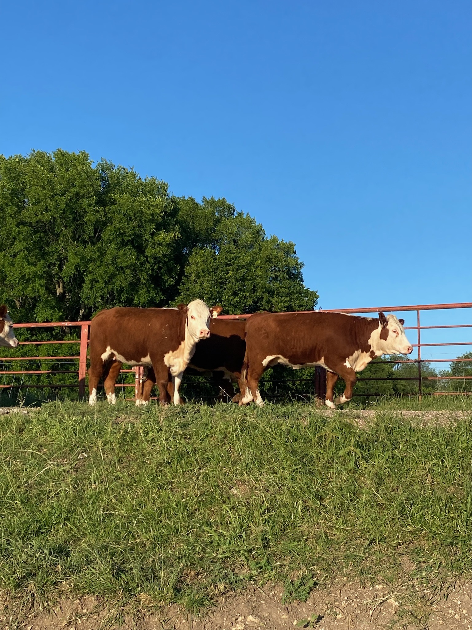 7 head of registered Hereford replacement heifers, #0512