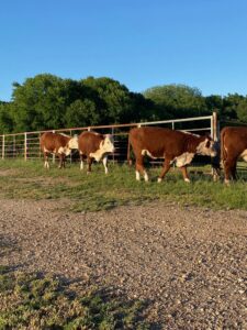 7 head of registered Hereford replacement heifers, #0512