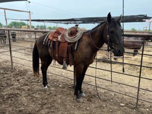 5 Year Old Black Quarter Horse #Trigger
