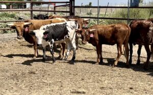 15 head of ready to rope Longhorn and Corriente calves, #0606