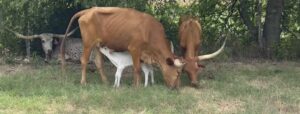 3 head of Yard Art Longhorn Cows, #0621