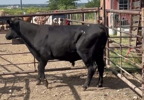 3 Year Old Black Angus bull #32462