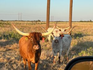 6 head of Longhorn and Watusi cows #09213