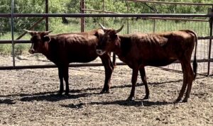 15 head of ready to rope Longhorn and Corriente calves, #0606