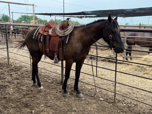 5 Year Old Black Quarter Horse #Trigger