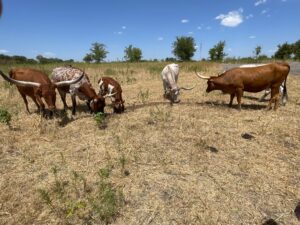 6 head of Yard Art Longhorn Cows, #0621