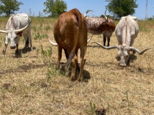 6 head of Yard Art Longhorn Cows, #0621