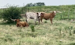 3 head of Yard Are Longhorn Cows, #0621
