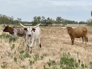 5 head of Yard Art Longhorn Cows, #0621