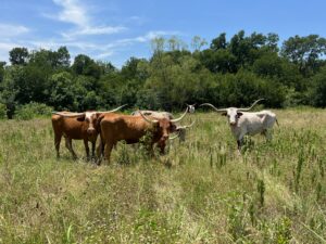 5 head of Yard Art Longhorn Cows, #0621