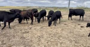 12 head of Heavy Bred Black Cows and Pairs. #08306