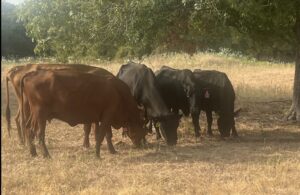 9 head of Black and Red Angus and crossbred cows #08302