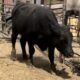 2-Year-Old Angus bull#31491
