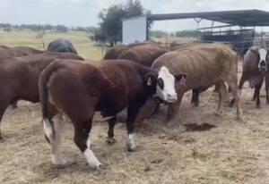 28 head of Red Angus/Brangus, Beefmaster and crossbred cows #0830