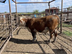 4 Year Old Horned Hereford bull #31490