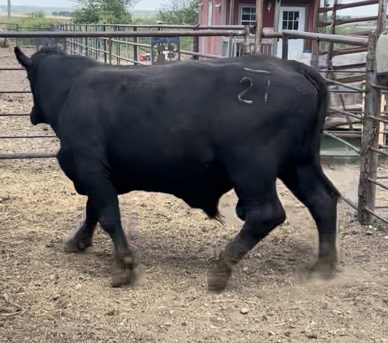 2-Year-Old Brangus bull #33420