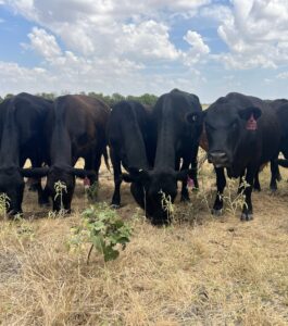 20 head of Black/Black Baldy and Red Angus/Brangus type cows #08305