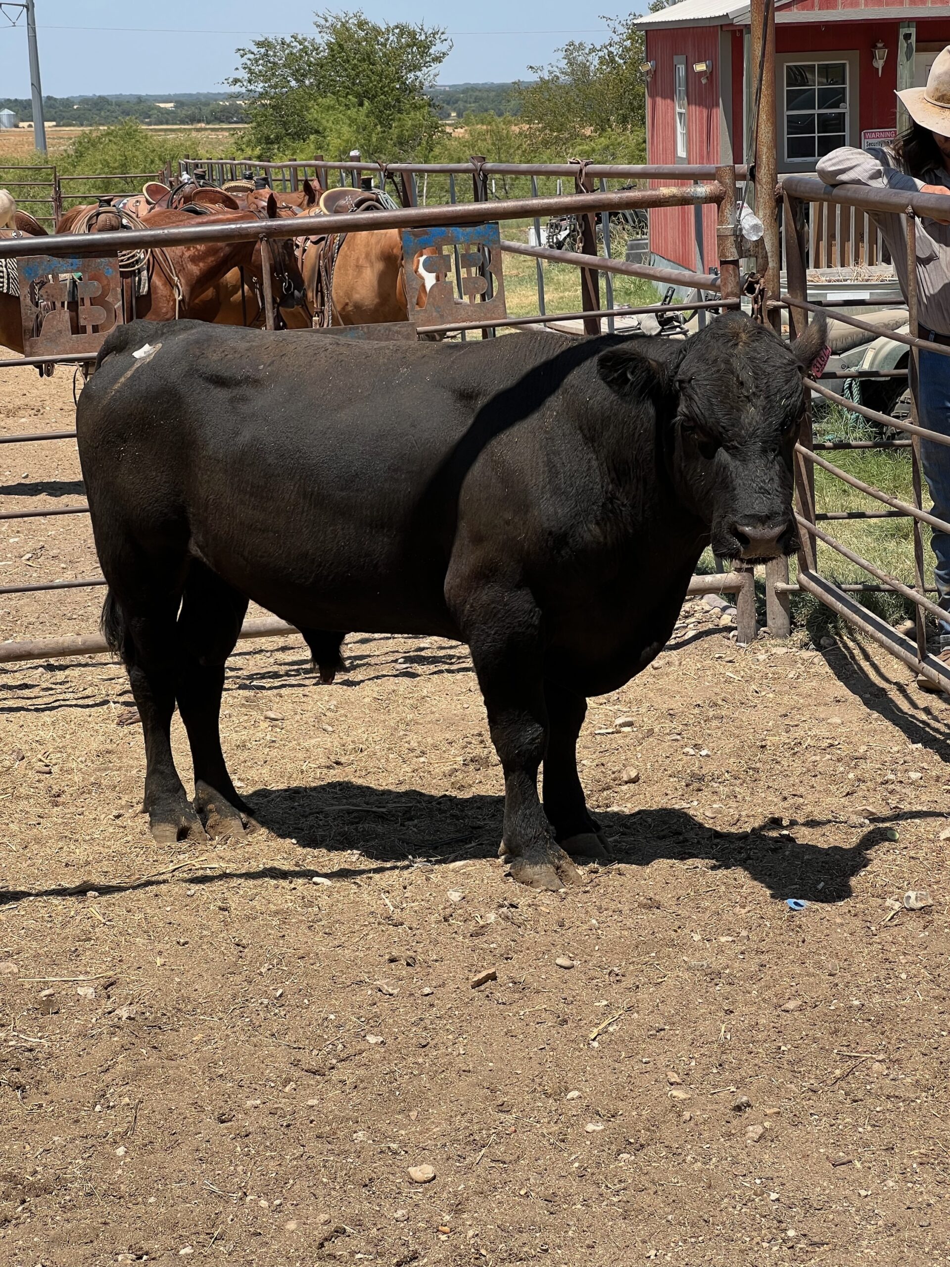 4 Year Old Black Angus bull #31674