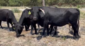 4 head of Angus and Brangus cows #0822