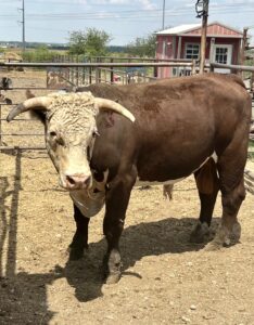 4-Year-Old Horned Hereford bull #33383