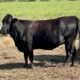31 head of Angus/Brangus cows #0920