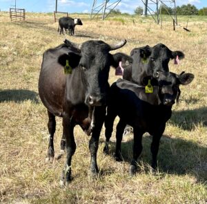 13 head of Heavy Bred Black Cows and Pairs. #08306